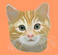 Tom cat, a stylized study of a tabby catÃ¢â¬â¢s head, on a peach color background Royalty Free Stock Photo